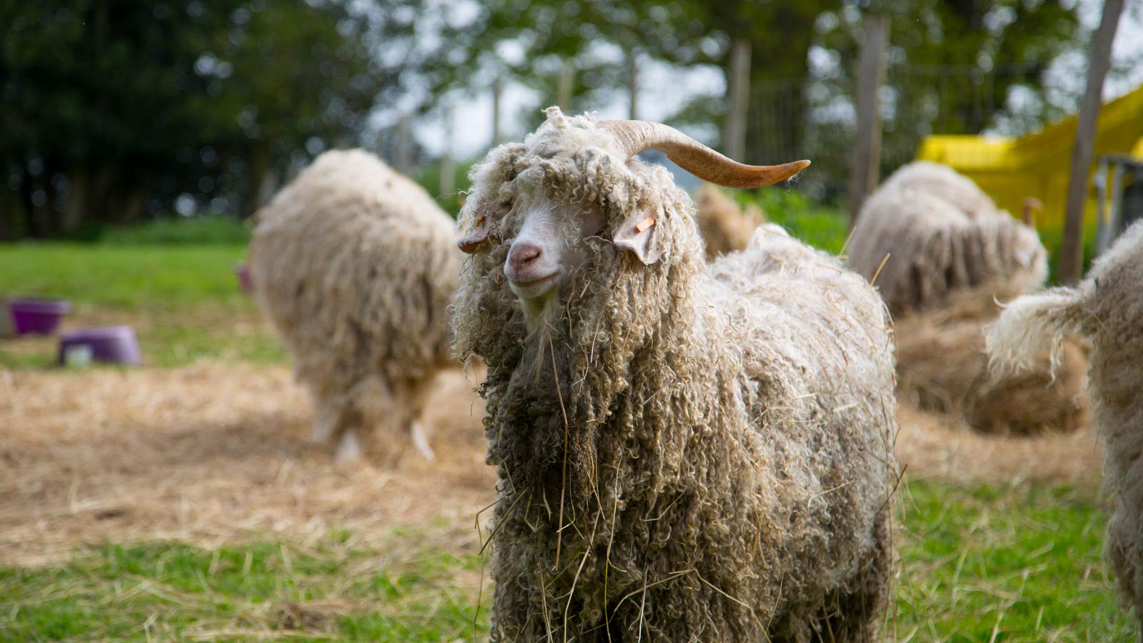 Angora Goat