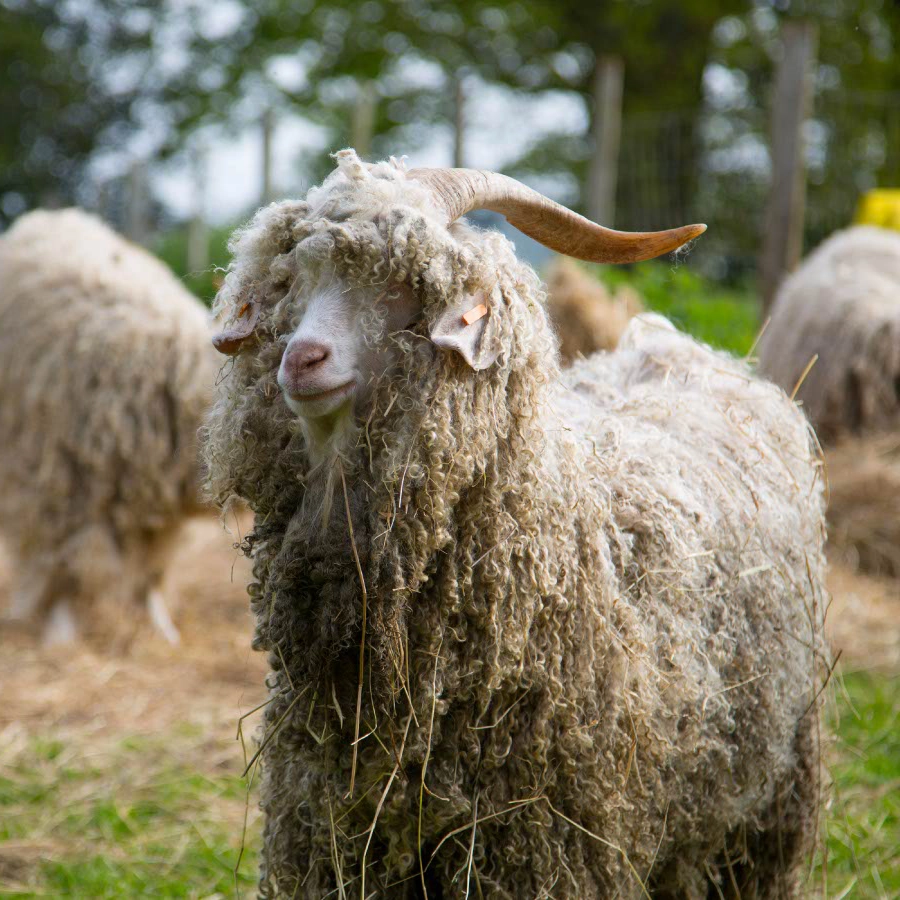 angora goats at broadlands meadows farm