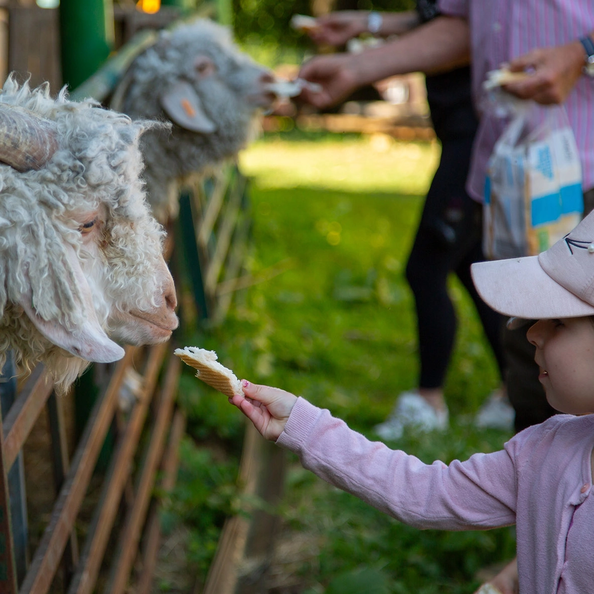 Working with people at broadlands meadows farm