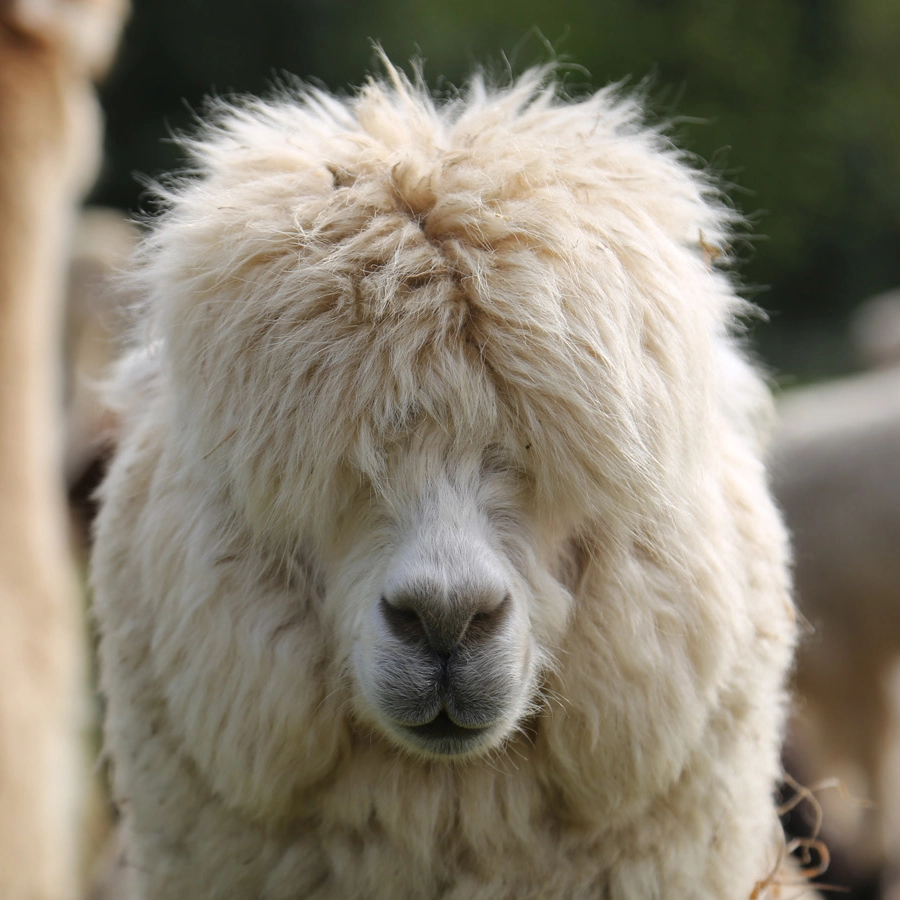alpaca at broadlands meadows farm
