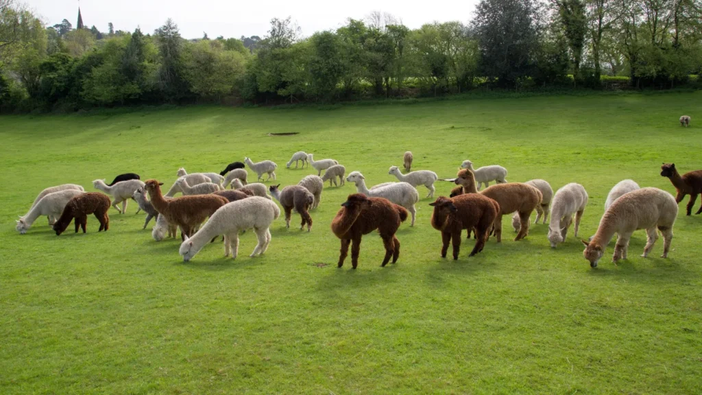 Broadlands Meadows Farm, Sheet, Petersfield