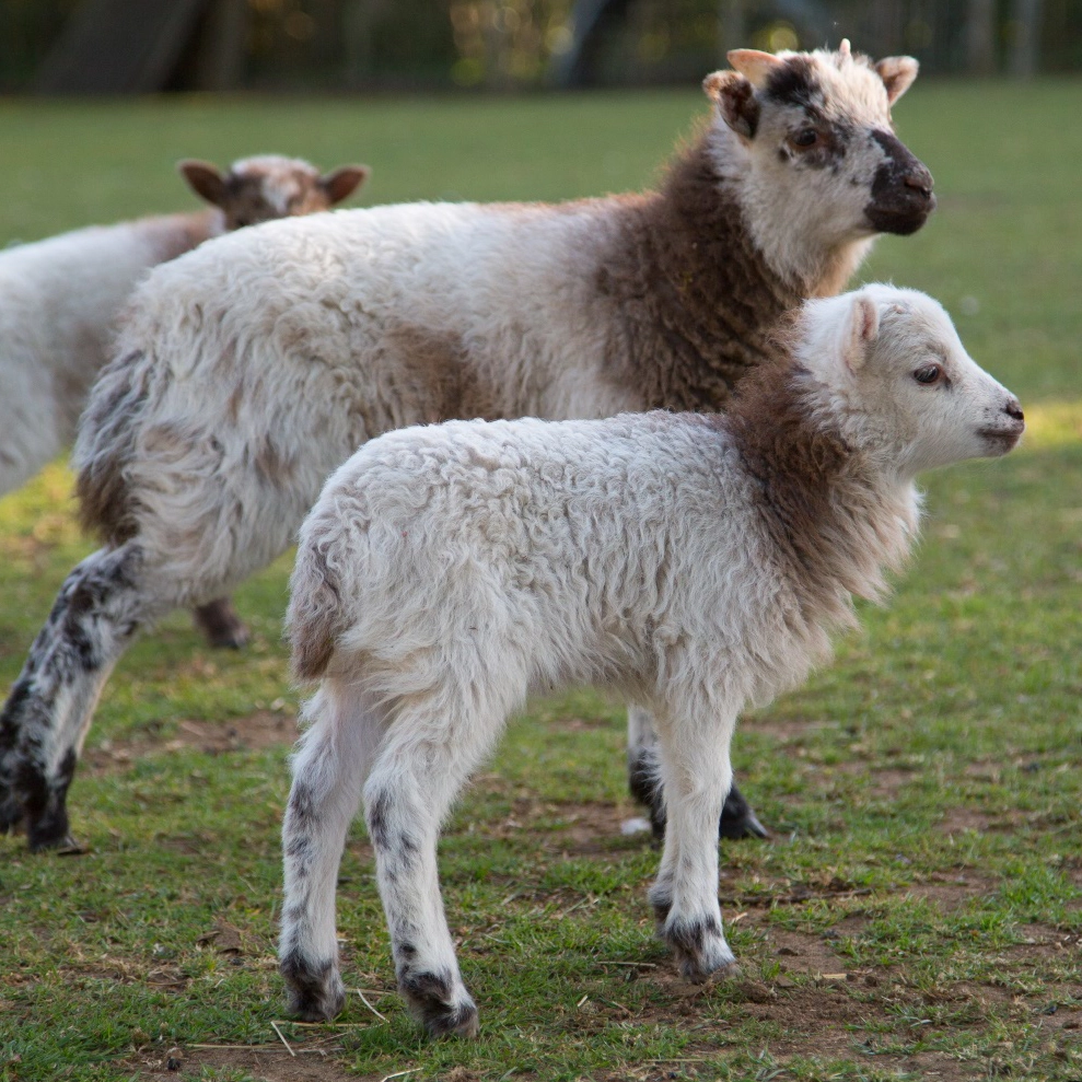sheep at broadlands meadows farm